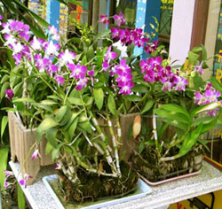 orchids.jpg